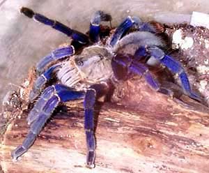 ����������� ������� (Haplopelma lividum)