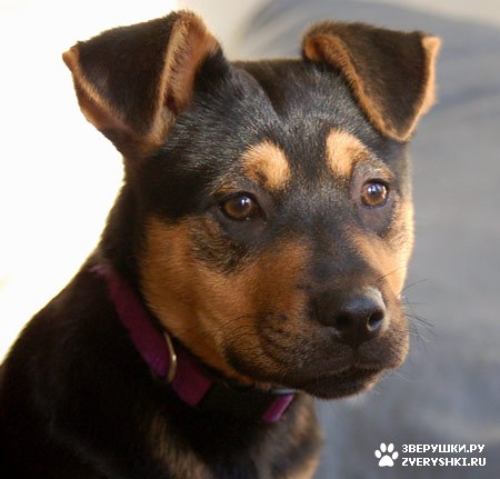 ������� :) (14 ����)