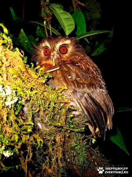 � ����� ������� ������� �������� �������� ����  