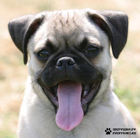 ��������� ������ :) (14 ����)