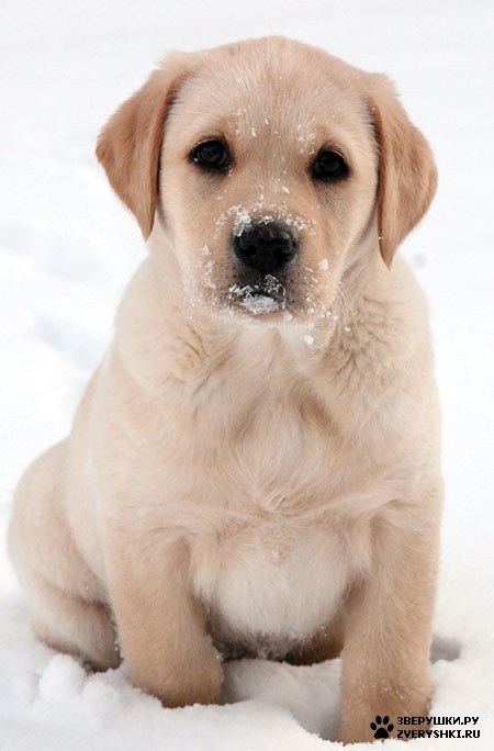 ����� - ��������� ����������� :) (16 ����)