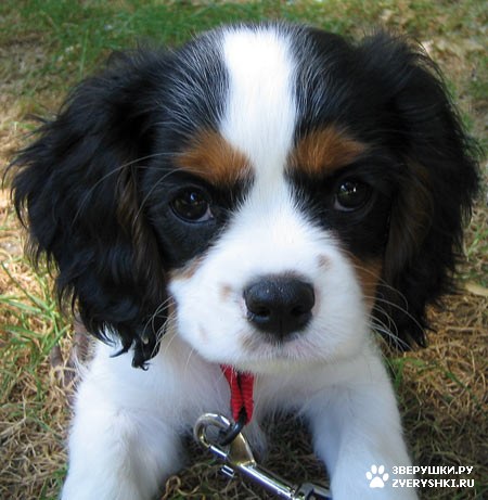 ����� ������������ ������� :) (16 ����)