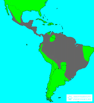 ������, ��� ������������� �����