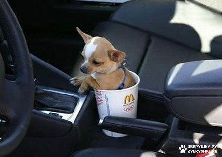 ������� � ������ :) (2 ����)