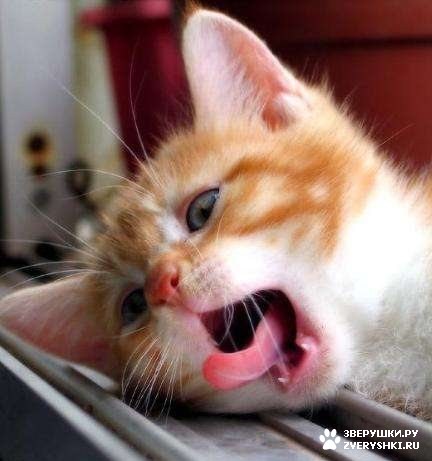 Ǹ����� :)