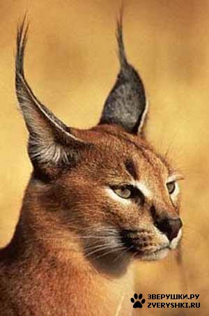 ������� (Felis caracal)