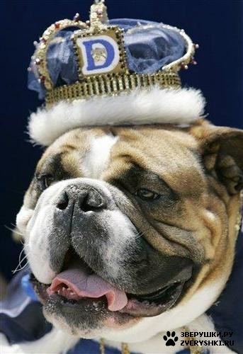 �������� ������� :) (8 ����)