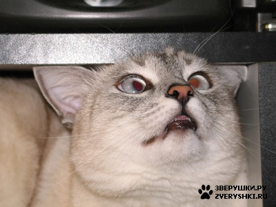 ������� ����� :) (9 ����)