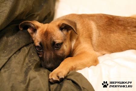 ����� :) (12 ����)