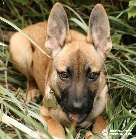 ����� :) (12 ����)