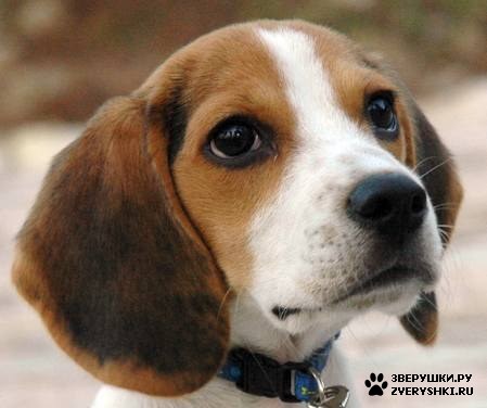 �������� - ������� :) (8 ����)