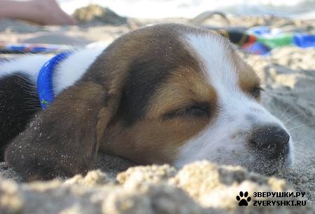 �������� - ������� :) (8 ����)