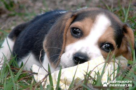 �������� - ������� :) (8 ����)