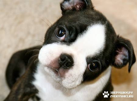 �������� :) (10 ����)