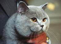 ��������� ����� ��� ����