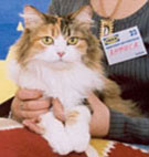 ��������� ����� ��� ����