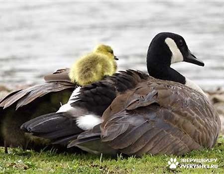 �� �������� ����� �������� :)