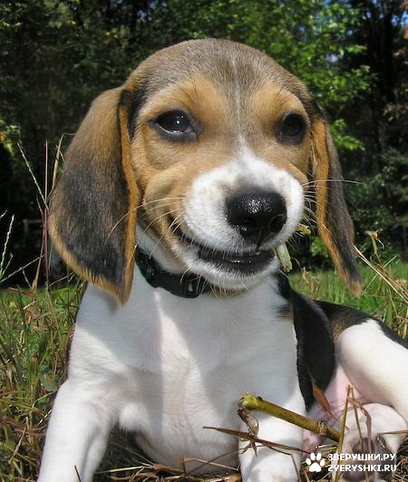 ������� :) (9 ����)