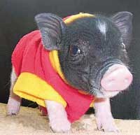 ��������� ����-�����: ������ ���� � �������