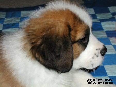 ������ - ������������ :) (10 ����)