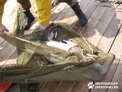 ����� � ���� (8 ����)