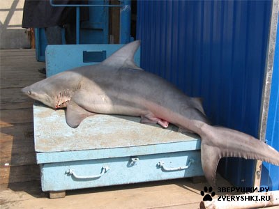 ����� � ���� (8 ����)