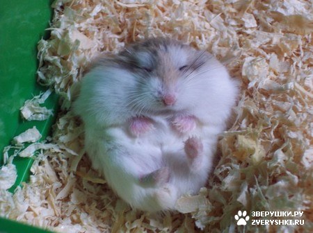 ���� ��������� ������ ����� :)