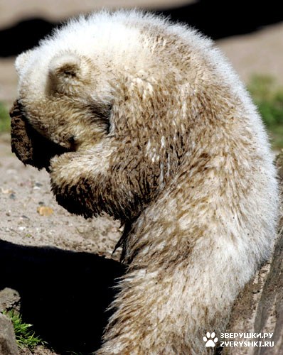 ���������� ���� (20 ����)