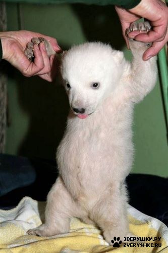 ���������� ���� (20 ����)