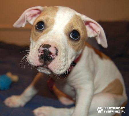 ���� - ��������� ���������� :) (14 ����)