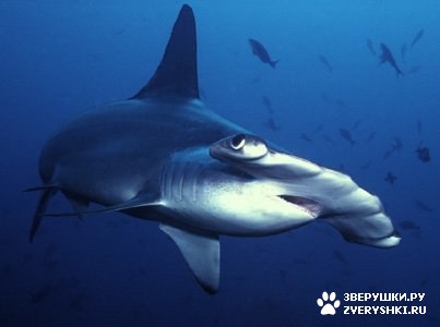 �����-����� �� ����� �����