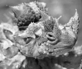 ����� (Moloch horridus)