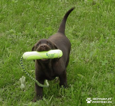 ����� - ���������� �������� :) (13 ����)