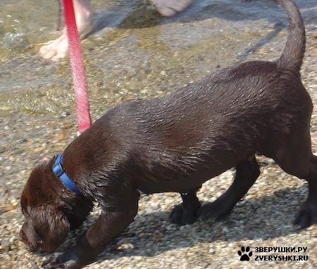 ����� - ���������� �������� :) (13 ����)