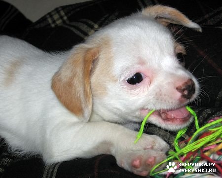 ����, ������ �����-��� :) (13 ����)