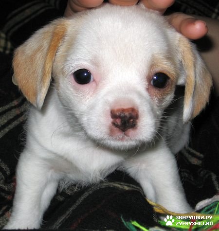 ����, ������ �����-��� :) (13 ����)