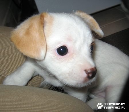 ����, ������ �����-��� :) (13 ����)