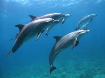 � ���������� ��������� ��������������� ������� ������