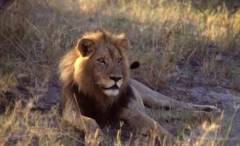 ������������ ���� ���������� :) (5 ����)