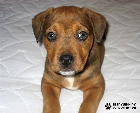 ����� - ��������� :) (16 ����)