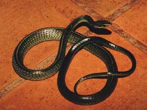 ����  (Chironius carinatus)