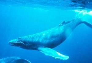 ���������� �������� ���������� ���������� � ������