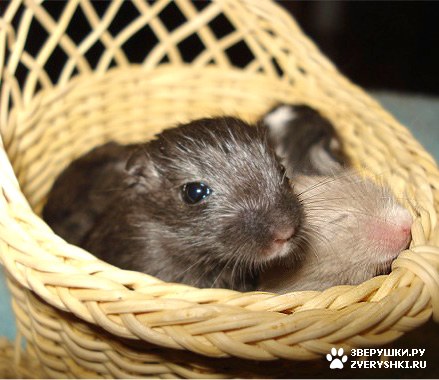 ���� � �������� :)