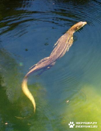 ���������, ��� ��������� ������ ����� (4 ����)