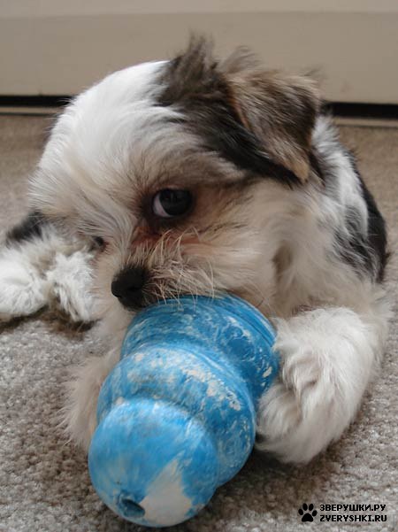 �������� - ����������� ��������� :) (6 ����)