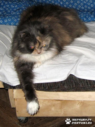 ������� �� ����� ����� (17 ����������)