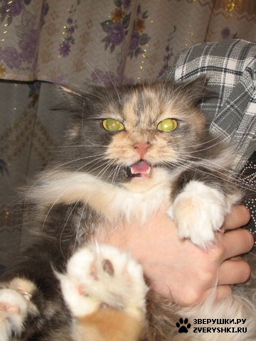 ������� �� ����� ����� (17 ����������)