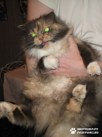 ������� �� ����� ����� (17 ����������)