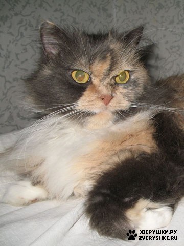 ������� �� ����� ����� (17 ����������)