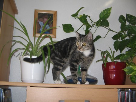 ��������� ��������